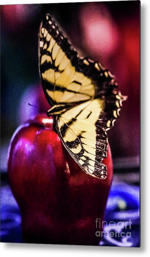 Apple Metal Print featuring the photograph Butterfly On Apple by Gerald Kloss
