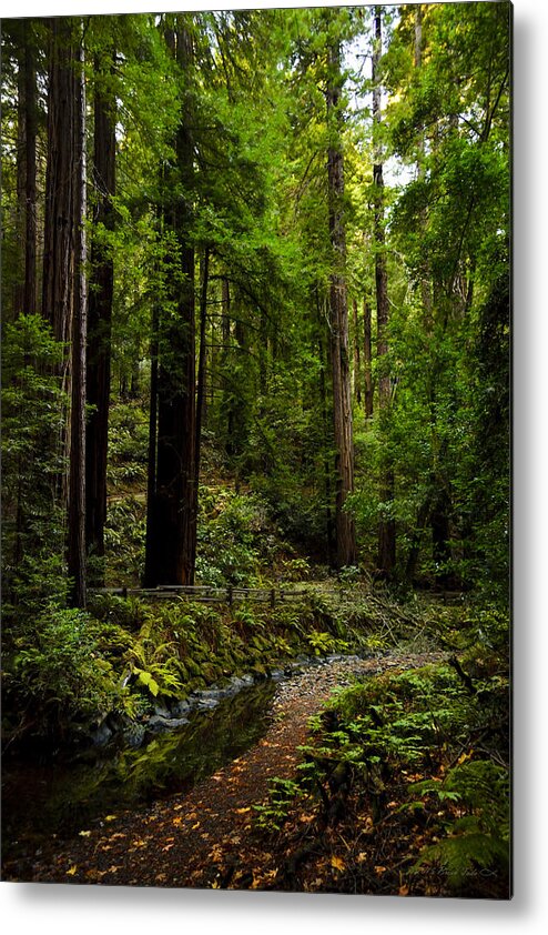 Nature Metal Print featuring the photograph By the Stream in Muir Woods by Brian Tada