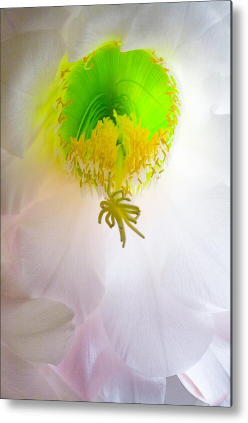 Cactus Bloom Metal Print featuring the photograph Cactus Bloom Number Six by Bob Coates