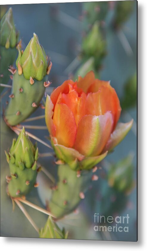 Flower Metal Print featuring the photograph Cactus Flower and Buds by Amy Sorvillo