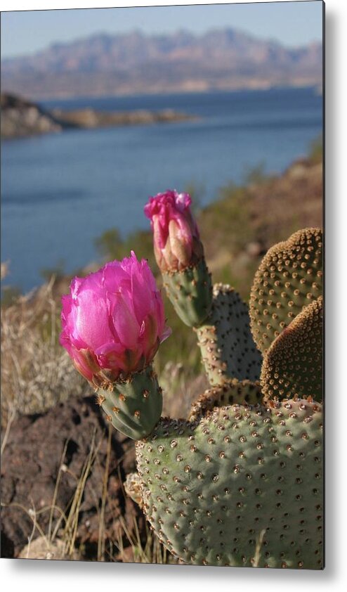 Cactus Metal Print featuring the photograph Cactus Flower by Jeff Floyd CA