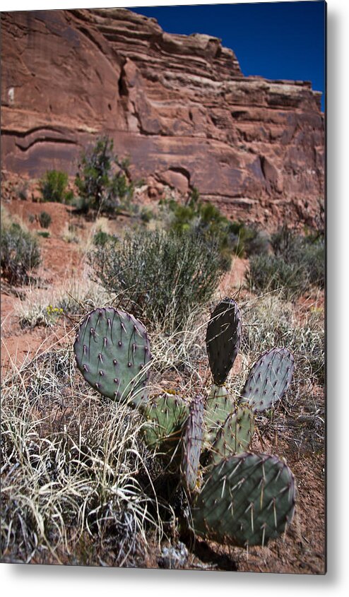 Delicate Metal Print featuring the photograph Cactus in Arches Nat'l Park by Jedediah Hohf