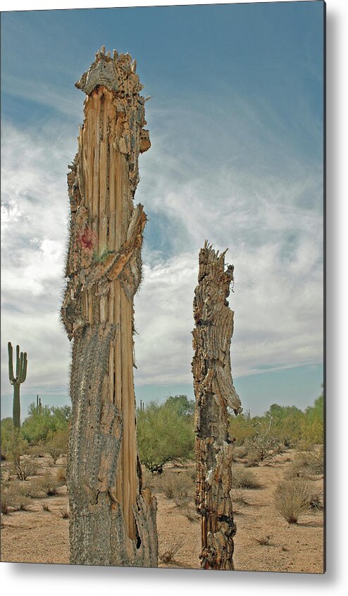 Cactus Skeleton Metal Print featuring the photograph Cactus Skeleton by Denise Elfenbein