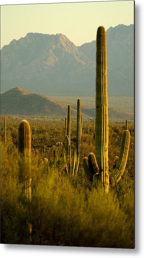 Cactus Metal Print featuring the photograph Cactus by Val Jolley