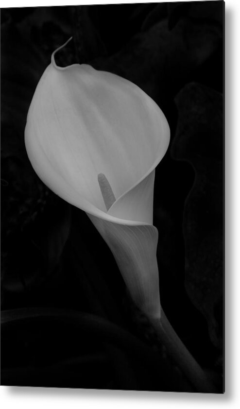 Flower Metal Print featuring the photograph Calla Blossom by Alexander Fedin