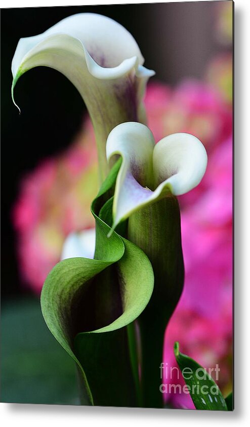 Flowers Metal Print featuring the photograph Calla Lillies by Cindy Manero