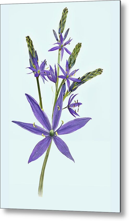 Flowers Metal Print featuring the digital art Camas, the flowers by John Christopher