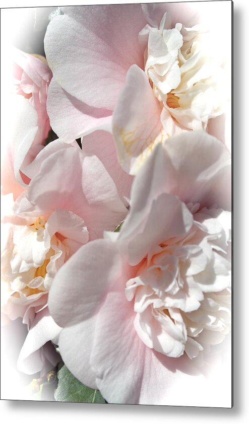 Camellia Metal Print featuring the photograph Camellias Softly by Michele Myers