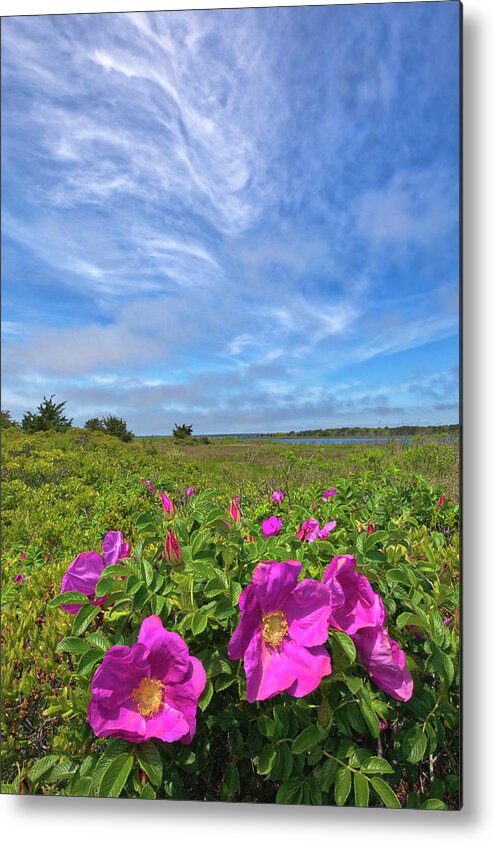 Mashpee National Wildlife Refuge Metal Print featuring the photograph Cape Cod Wild Roses at the Mashpee National Wildlife Refuge by Juergen Roth