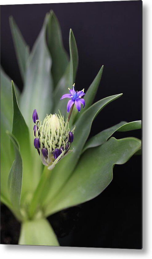Caribbean Jewels Metal Print featuring the photograph Caribbean Jewels by Tammy Pool