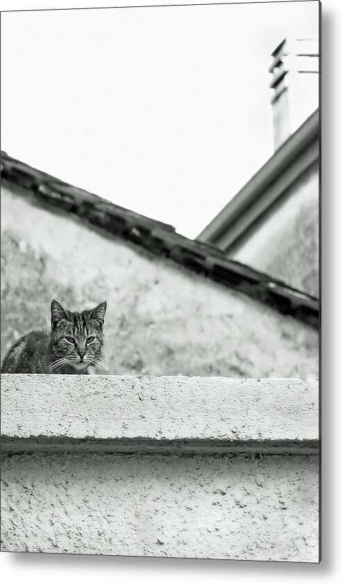 Cat Metal Print featuring the photograph Cat on a Roof, Varenna by Brooke T Ryan