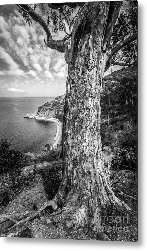 America Metal Print featuring the photograph Catalina Island Lover's Cove Tree in Black and White by Paul Velgos