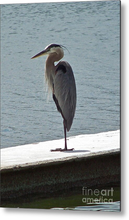 Heron Metal Print featuring the photograph Catching Some Morning Rays by Carol Bradley