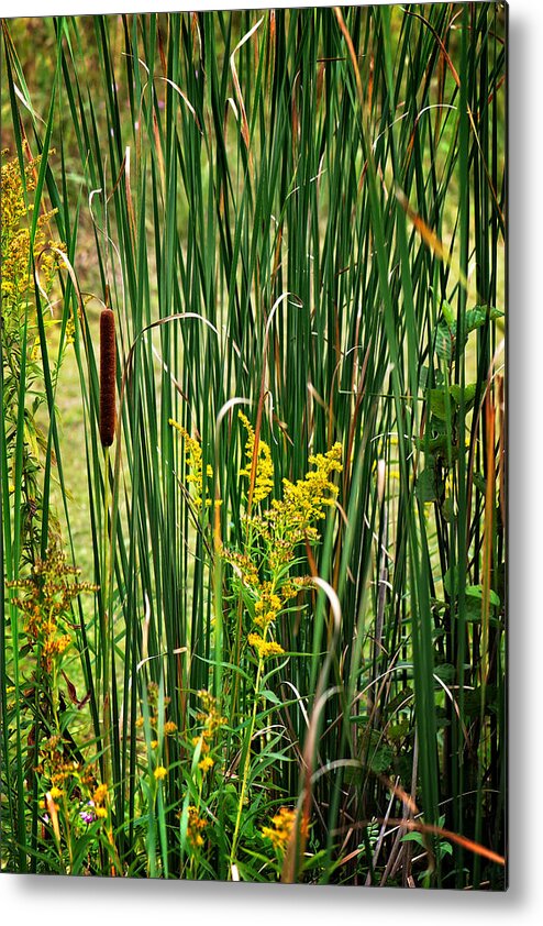 Cattails On The Pond Print Metal Print featuring the photograph Cattails on the Pond Print by Gwen Gibson