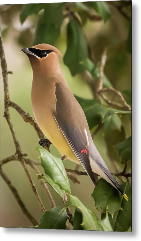 Cedar Waxwing Portrait Metal Print featuring the photograph Cedar Waxwing Portrait by Terry DeLuco