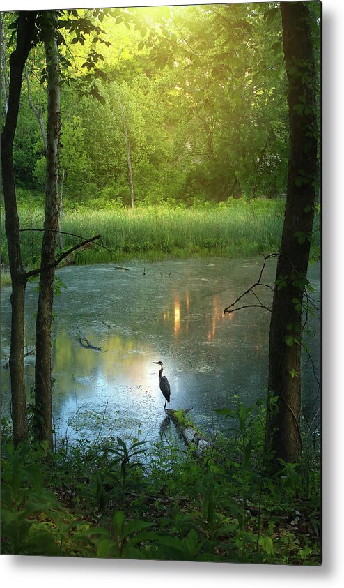 Blue Heron Metal Print featuring the photograph Center Stage by Rob Blair