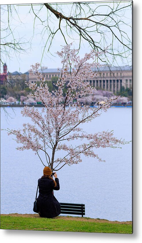 Tourist Metal Print featuring the photograph Chasing Blossoms by Edward Kreis