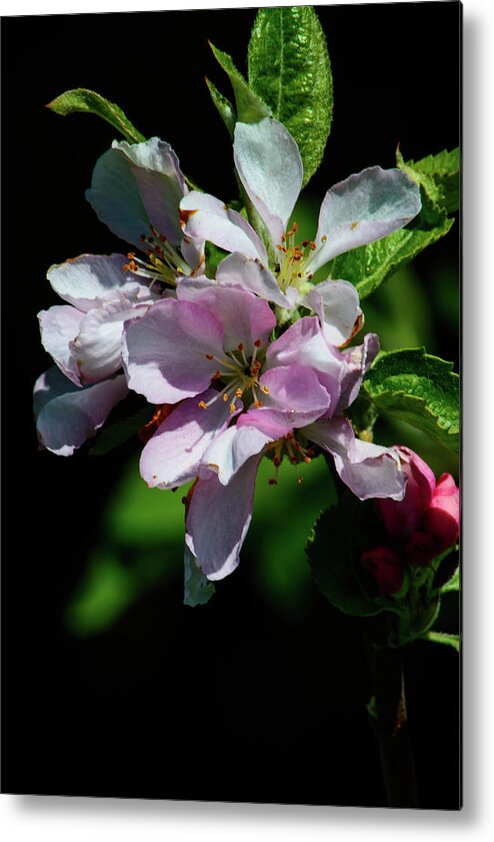 Flower Metal Print featuring the photograph Cherry Blossom by Tikvah's Hope