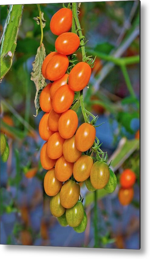 Tomatoes Metal Print featuring the photograph Cherry Tomatoes by Linda Unger