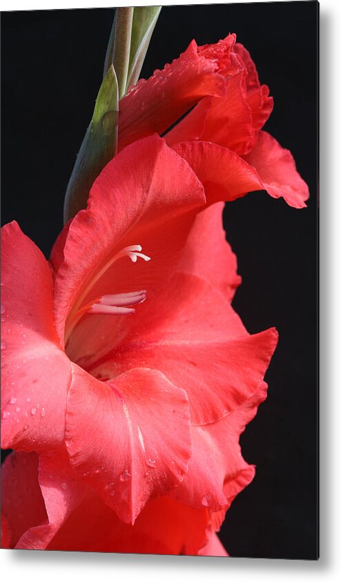Gladiolus Metal Print featuring the photograph Chic Gladiolus by Tammy Pool