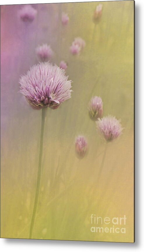 Chives Metal Print featuring the photograph Chives by Pam Holdsworth