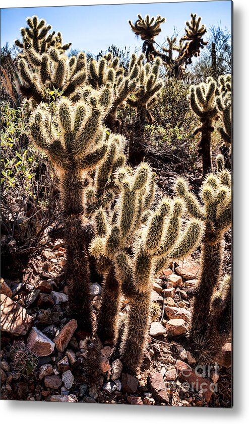 Arid Metal Print featuring the photograph Cholla Cacti by Lawrence Burry