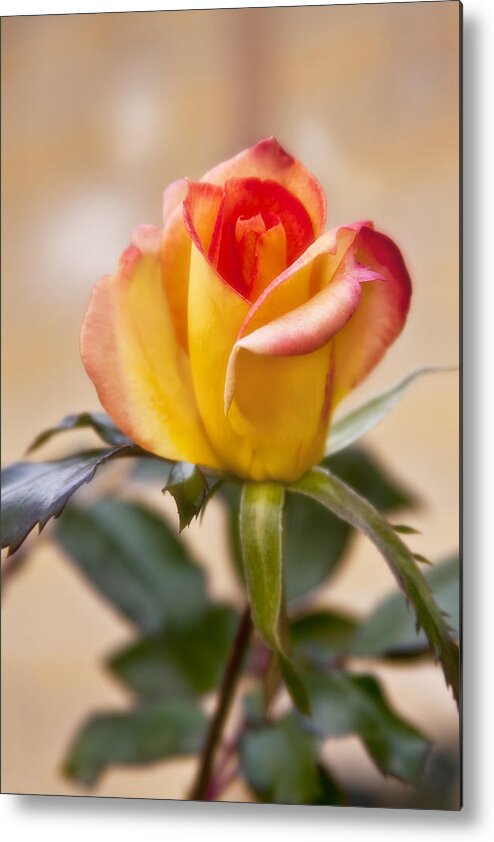 Rose Metal Print featuring the photograph Christmas Rose by Joan Bertucci