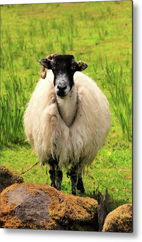 Sheep Metal Print featuring the photograph Cloghane Baaadass by Mark Callanan
