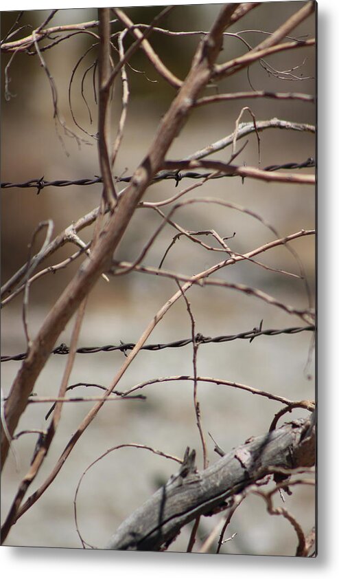 Golden Metal Print featuring the photograph Closeup of Dried Branches against Barbed Wire Fence by Colleen Cornelius