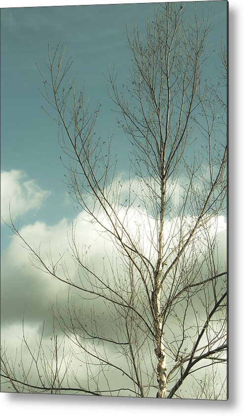 Tree Top Metal Print featuring the photograph Cloudy Blue Sky Through Tree Top No 2 by Ben and Raisa Gertsberg
