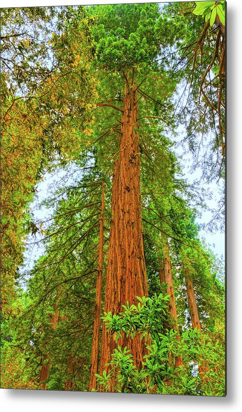 Landscape Metal Print featuring the photograph Coastal Redwoods by John M Bailey