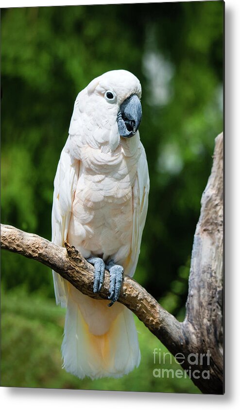 Zoo Metal Print featuring the photograph Cockatoo by Ed Taylor