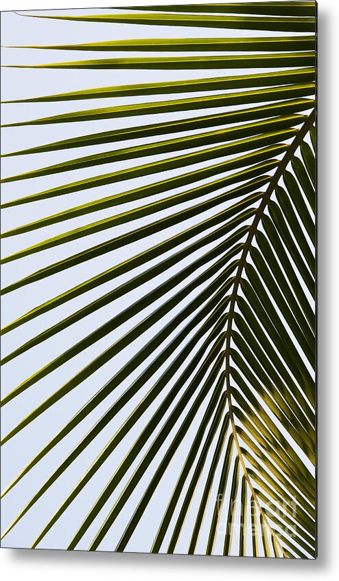 Coconut Metal Print featuring the photograph Coconut Palm Leaf by Tim Gainey