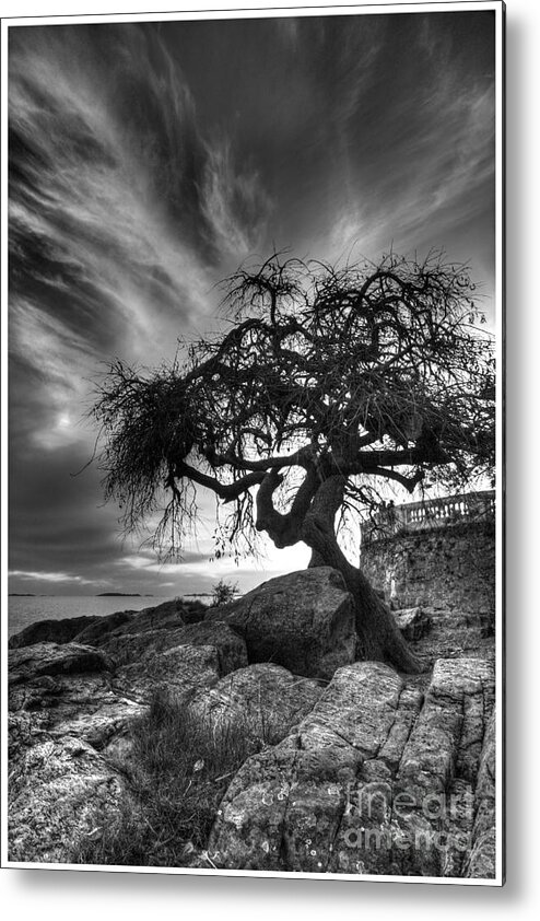 Tree Metal Print featuring the photograph Colonia-03 by Bernardo Galmarini