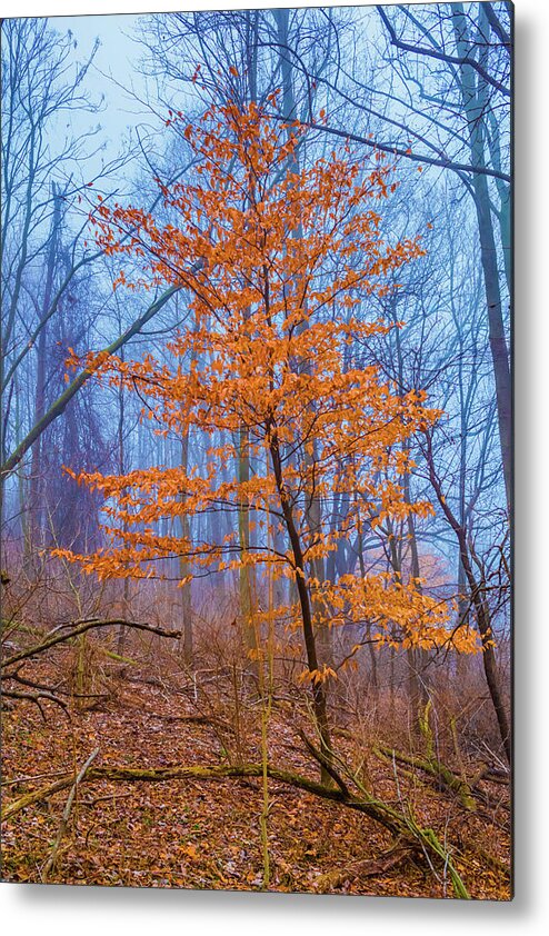 Tree Metal Print featuring the photograph Color within Fog by Bruce Pritchett