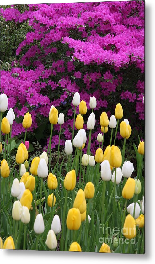 Azalea Metal Print featuring the photograph Colorful Spring by Christiane Schulze Art And Photography