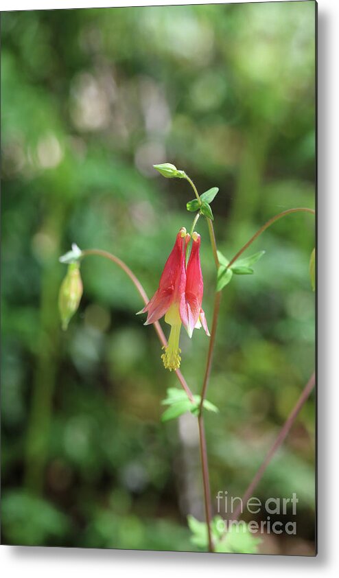 Columbine Flower Metal Print featuring the photograph Columbine in Florida Forest by Carol Groenen