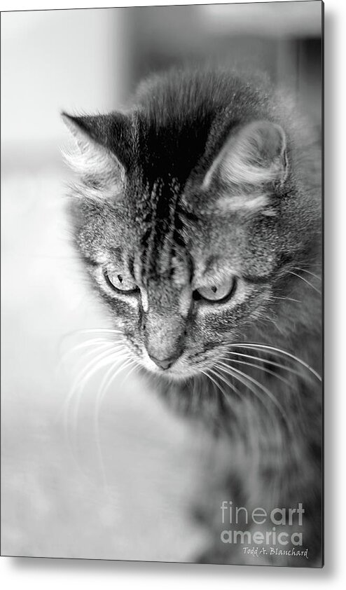 Animal Metal Print featuring the photograph Contemplation by Todd Blanchard