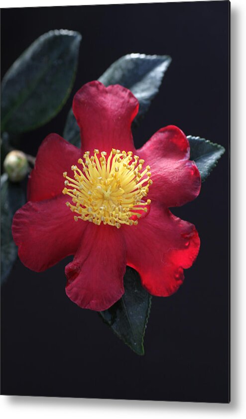 Camellia Metal Print featuring the photograph Cookie Cutter Camellia by Tammy Pool