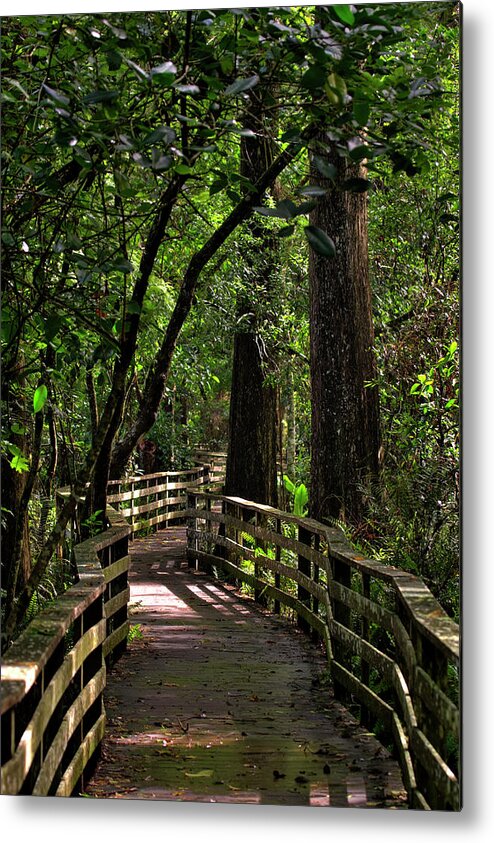Corkscrew Swamp Metal Print featuring the photograph Corkscrew Swamp by Nick Shirghio