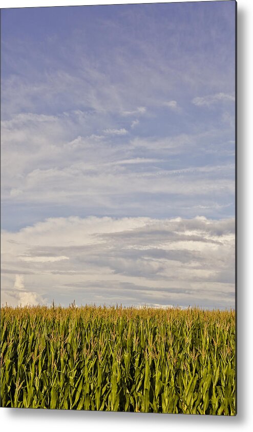 Corn Metal Print featuring the photograph Corn Field in Sunset II by Meg Porter