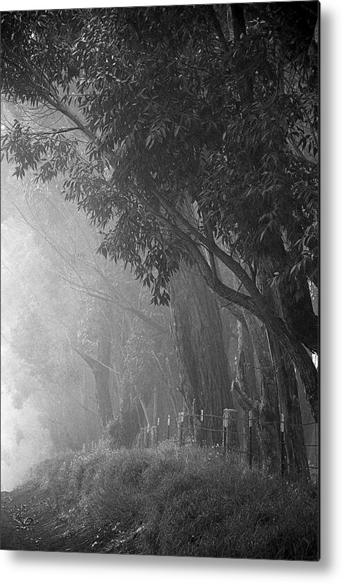 Trees Metal Print featuring the photograph Corridor of Mist by Lori Seaman