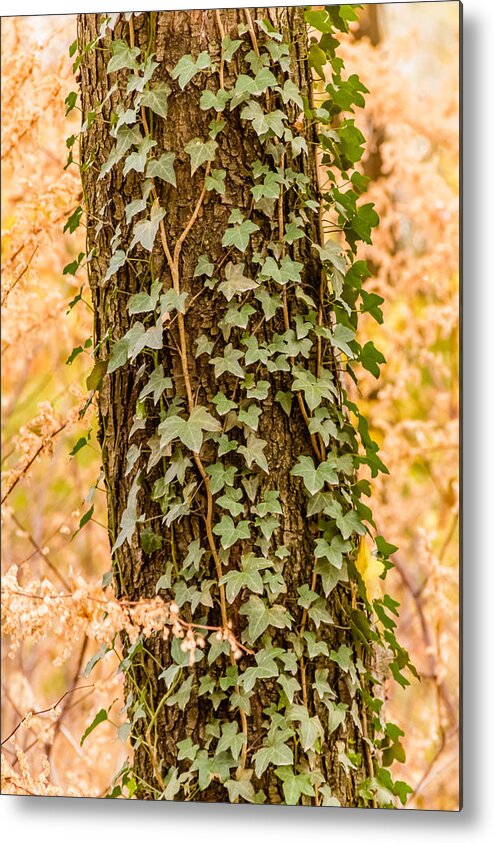 Forest Metal Print featuring the photograph Creepers on tree trunk by SAURAVphoto Online Store