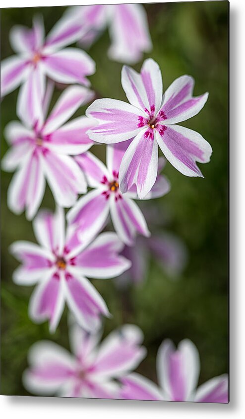 Floral Metal Print featuring the photograph Creeping Phlox by Jeff Abrahamson