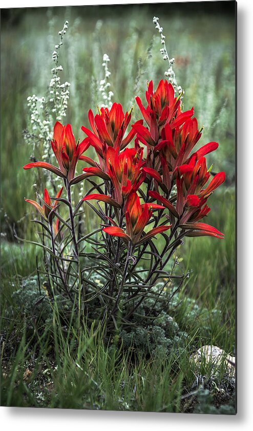 Indian Paintbrush Metal Print featuring the photograph Crimson Red Indian Paintbrush by The Forests Edge Photography - Diane Sandoval