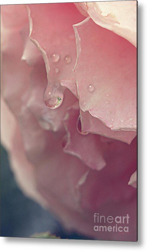 Rose Metal Print featuring the photograph Crying in the Rain by Linda Lees