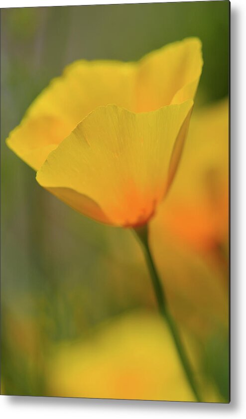 Yellow Poppy Metal Print featuring the photograph Cup Of Sun by Forest Floor Photography