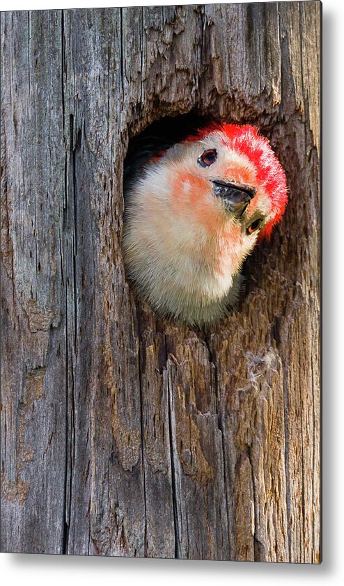 Dawn Currie Photography Metal Print featuring the photograph Curious Woodpecker by Dawn Currie