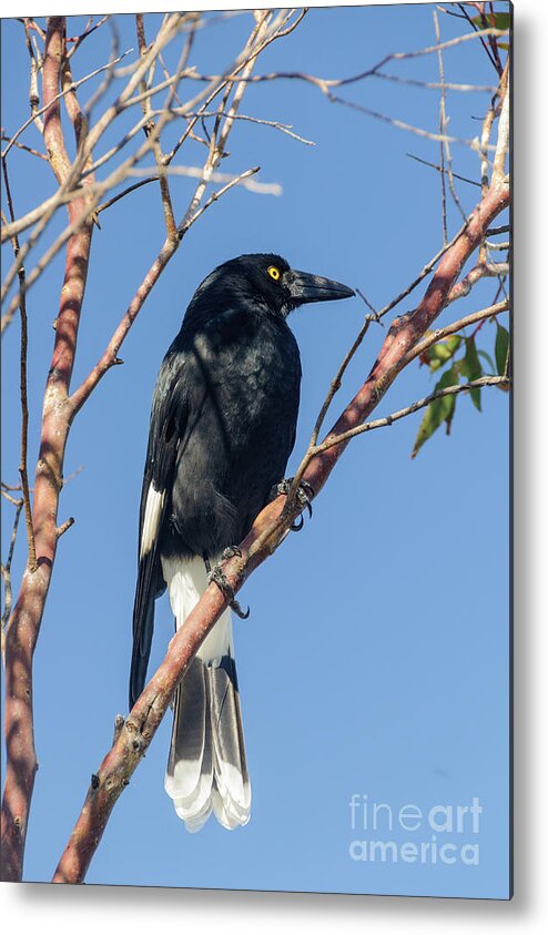 Bird Metal Print featuring the photograph Currawong by Werner Padarin