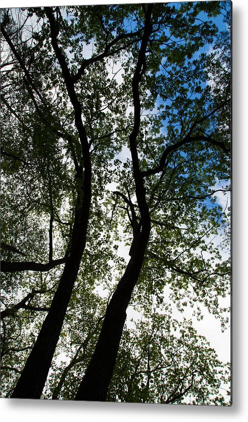 Curvy Trees Metal Print featuring the photograph Curvy Trees by Karol Livote